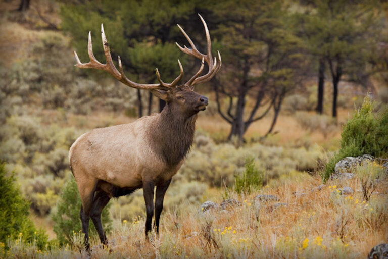 Home - Conejos County